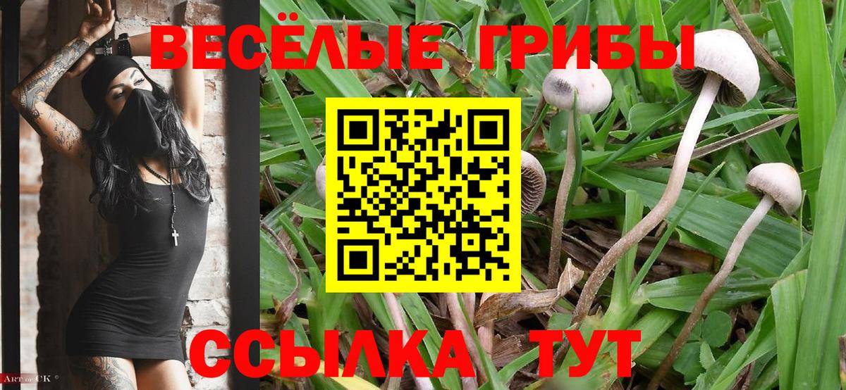 Псилоцибиновые грибы MAGIC MUSHROOMS  Вход с VPN  Самара  закладка  Галлюциногенные грибы Cubensis 