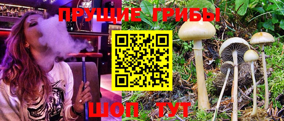 Галлюциногенные грибы Psilocybine cubensis Самара